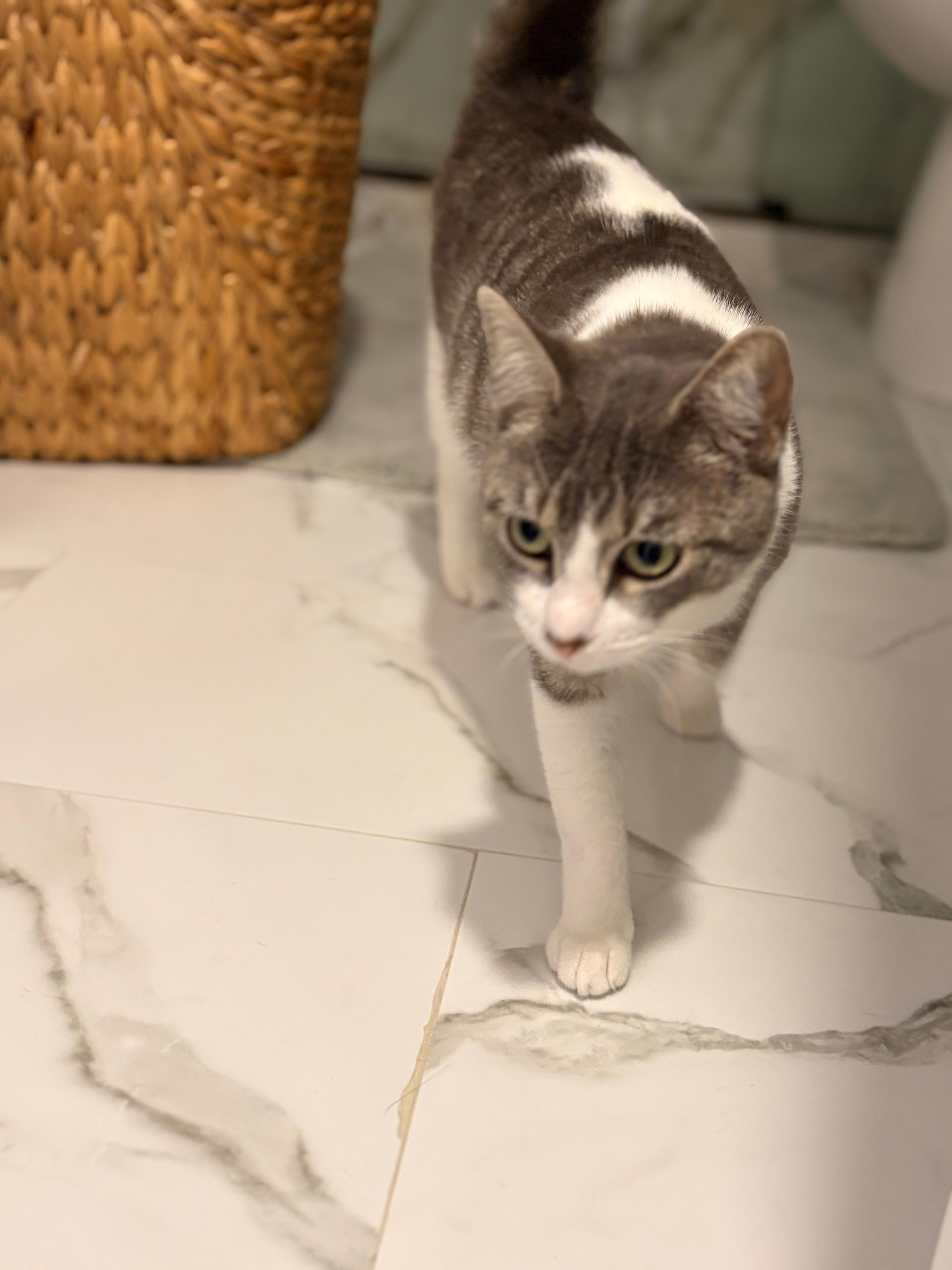 Gloria, ADOPTABLE, Young Female Domestic Short Hair.