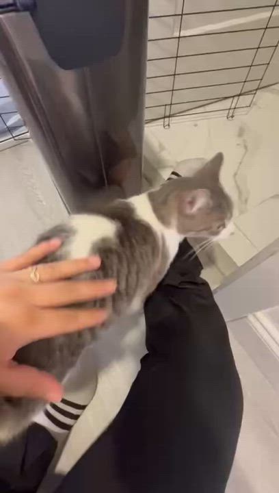 Enlarge Gloria, a ADOPTABLE Domestic Short Hair in Boston, MA video 4/4