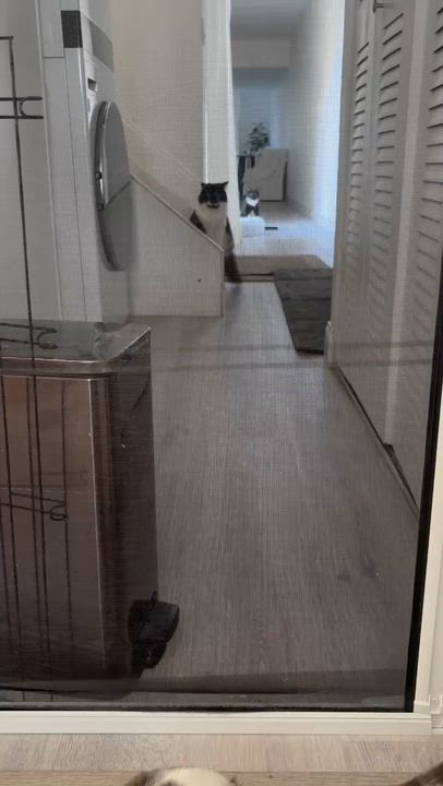 Enlarge Gloria, a ADOPTABLE Domestic Short Hair in Boston, MA video 3/4