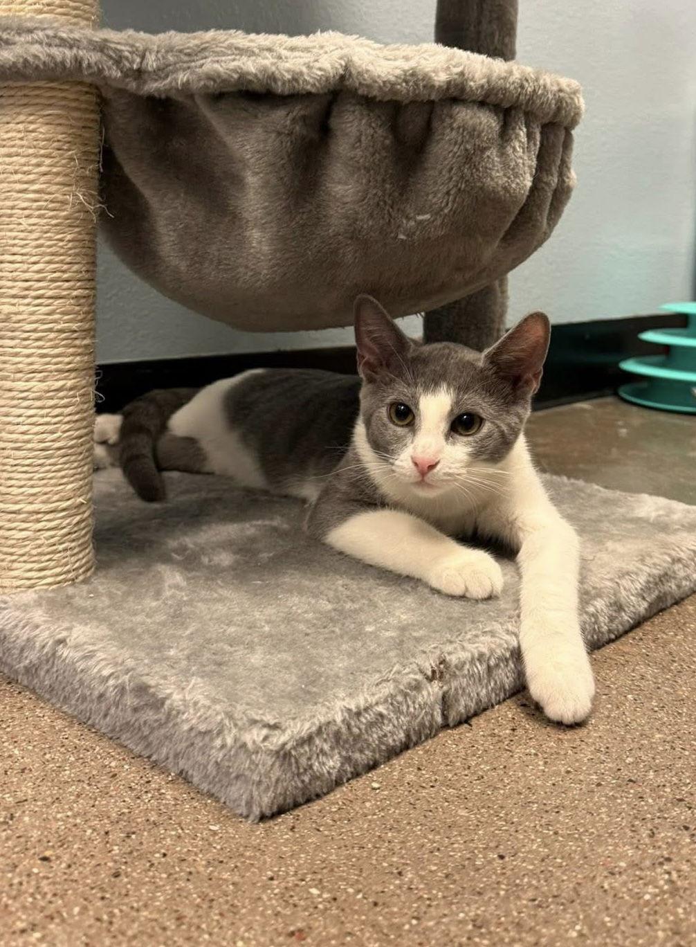 Frederick, Adoptable, Young Male Domestic Short Hair.