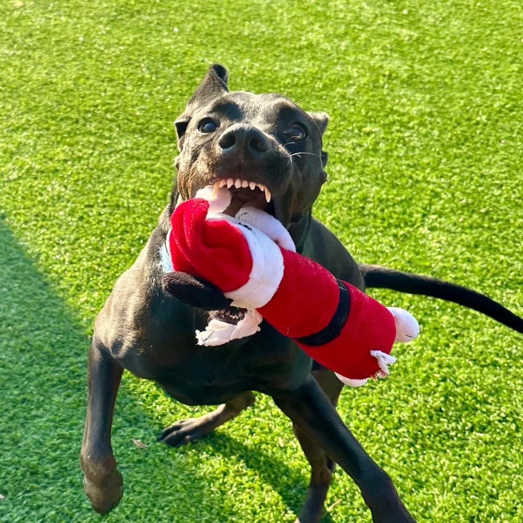 Lyla, a Adoptable mixed breed in Evansville, IN image 1/6