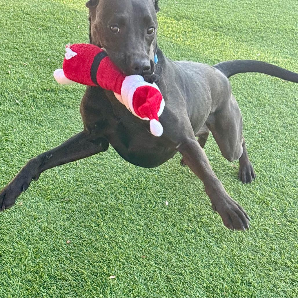 Lyla, a Adoptable mixed breed in Evansville, IN image 2/6