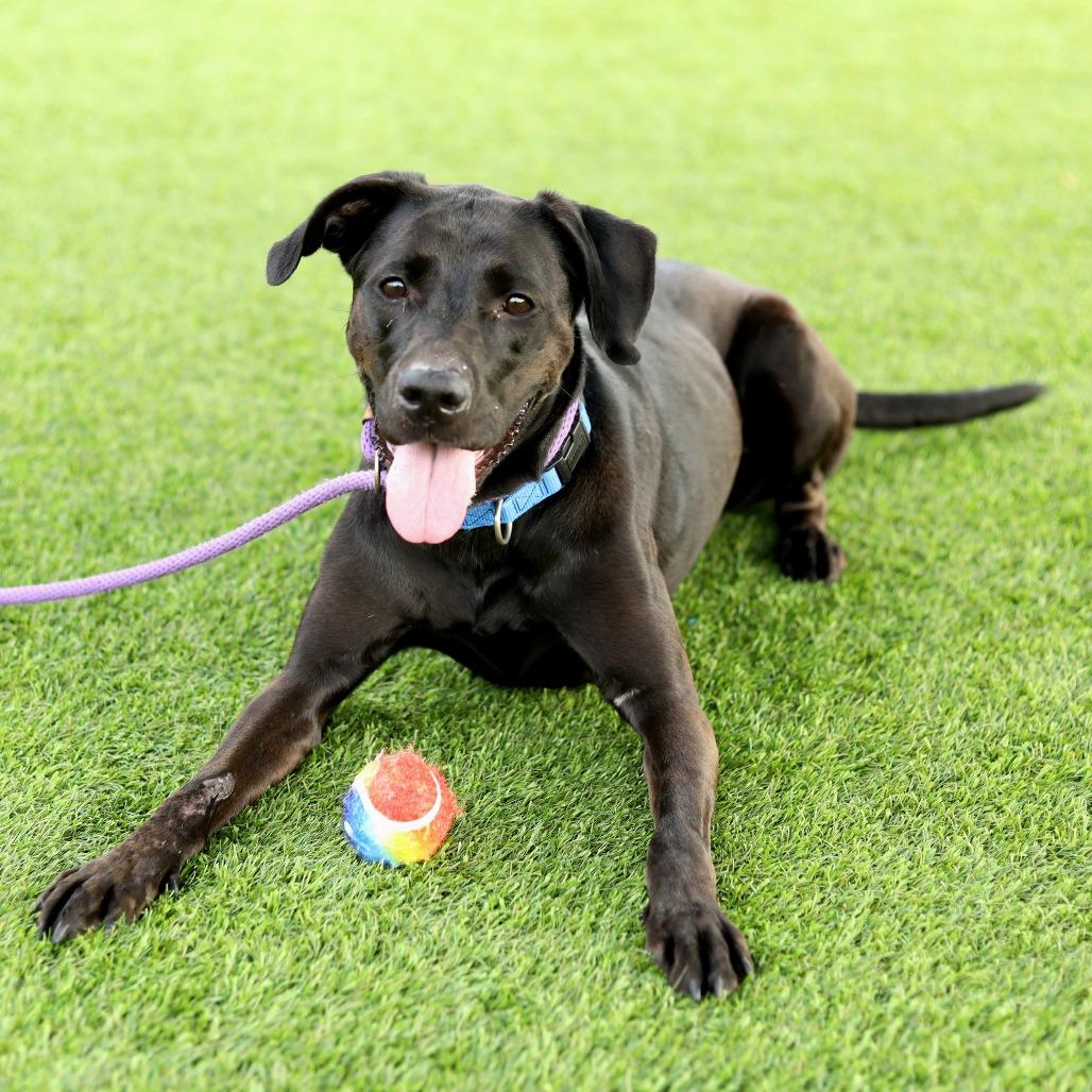 Lyla, a Adoptable mixed breed in Evansville, IN image 3/6