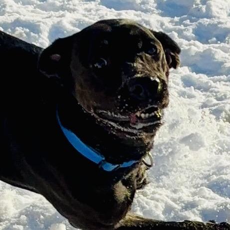 Lyla, a Adoptable mixed breed in Evansville, IN image 5/6