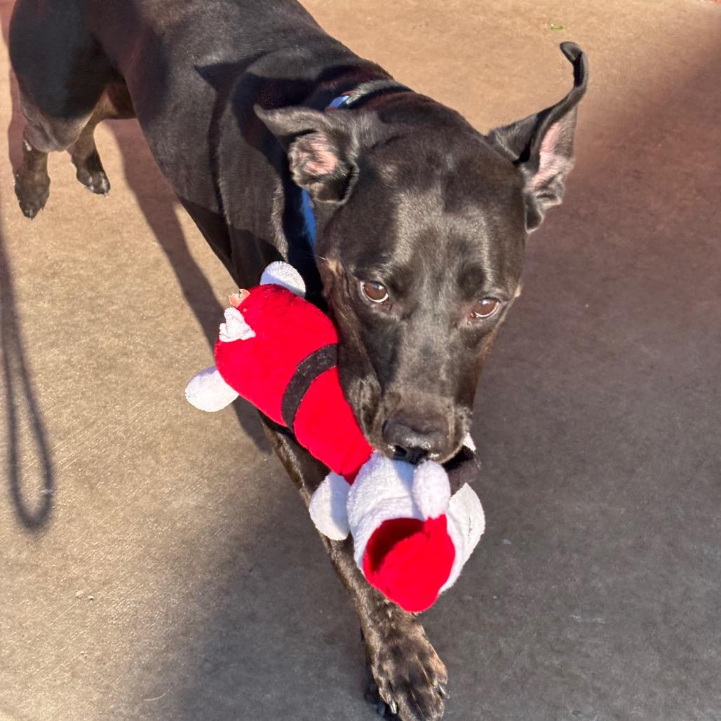 Lyla, a Adoptable mixed breed in Evansville, IN image 6/6