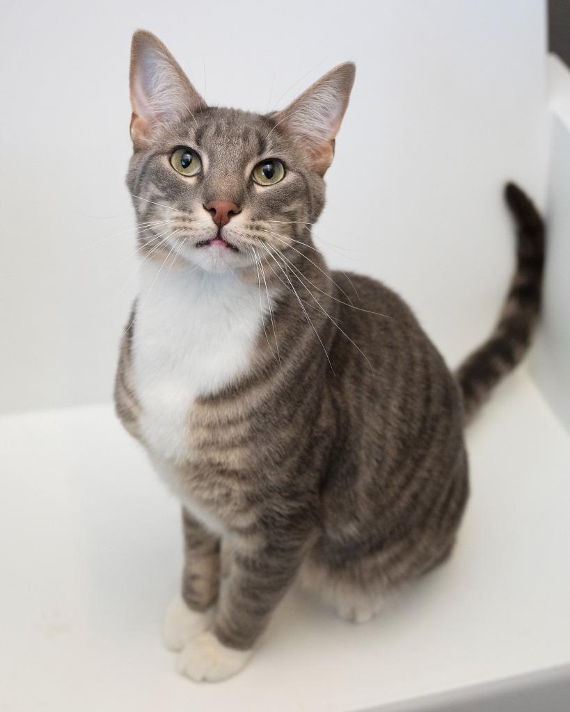 Humphrey, Adoptable, Adult Male Domestic Short Hair.