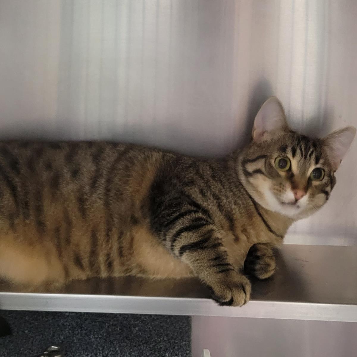 Hot Honey, Adoptable, Adult Male Domestic Short Hair.