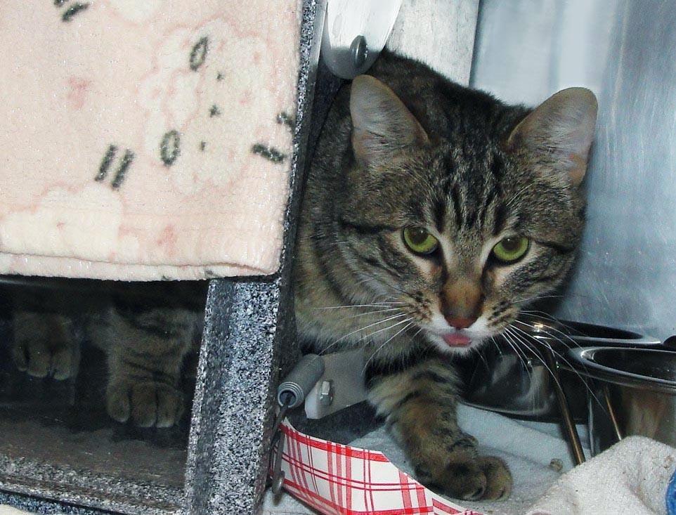 Enlarge Hot Honey, a Adoptable Domestic Short Hair in Plover, WI image 2/3