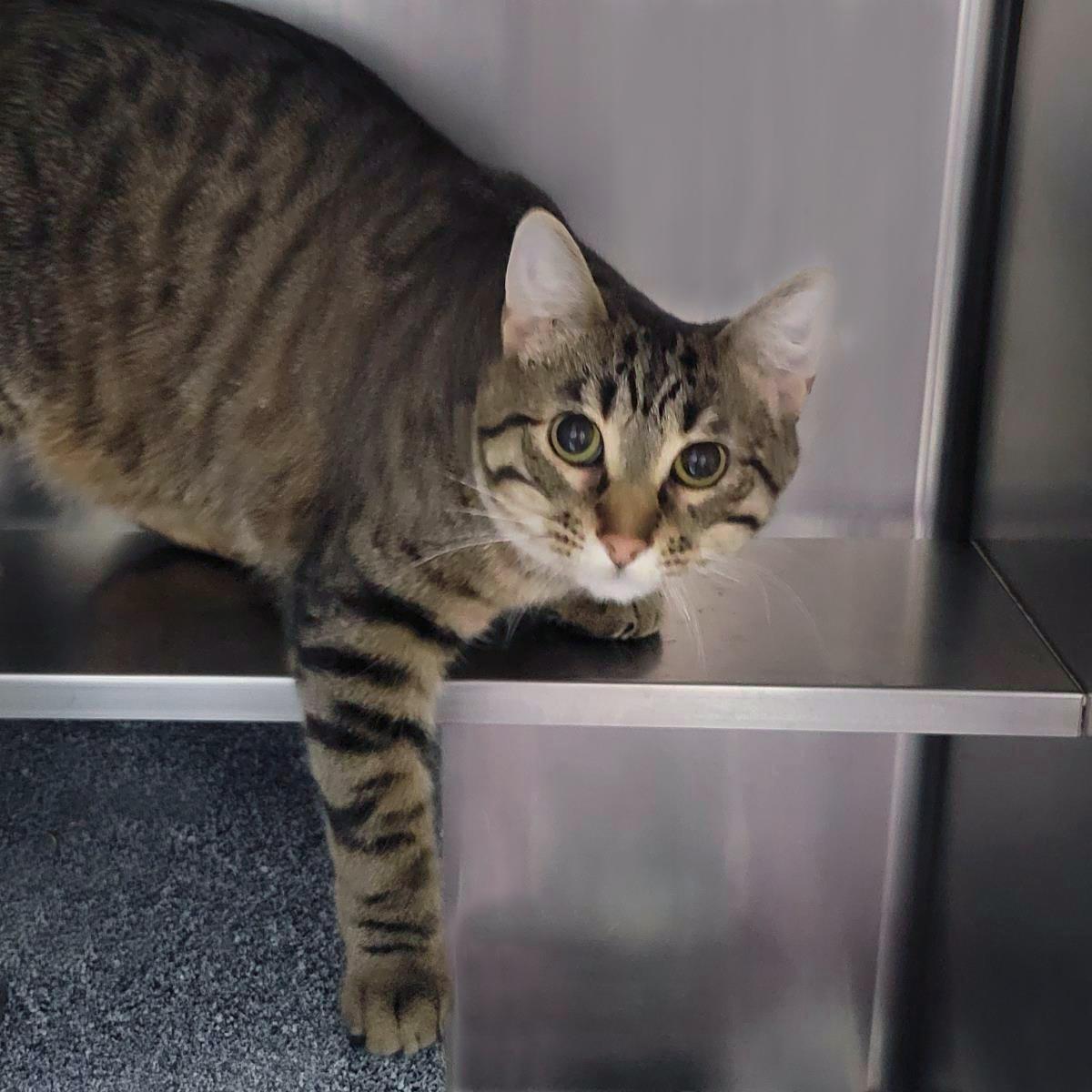 Enlarge Hot Honey, a Adoptable Domestic Short Hair in Plover, WI image 3/3
