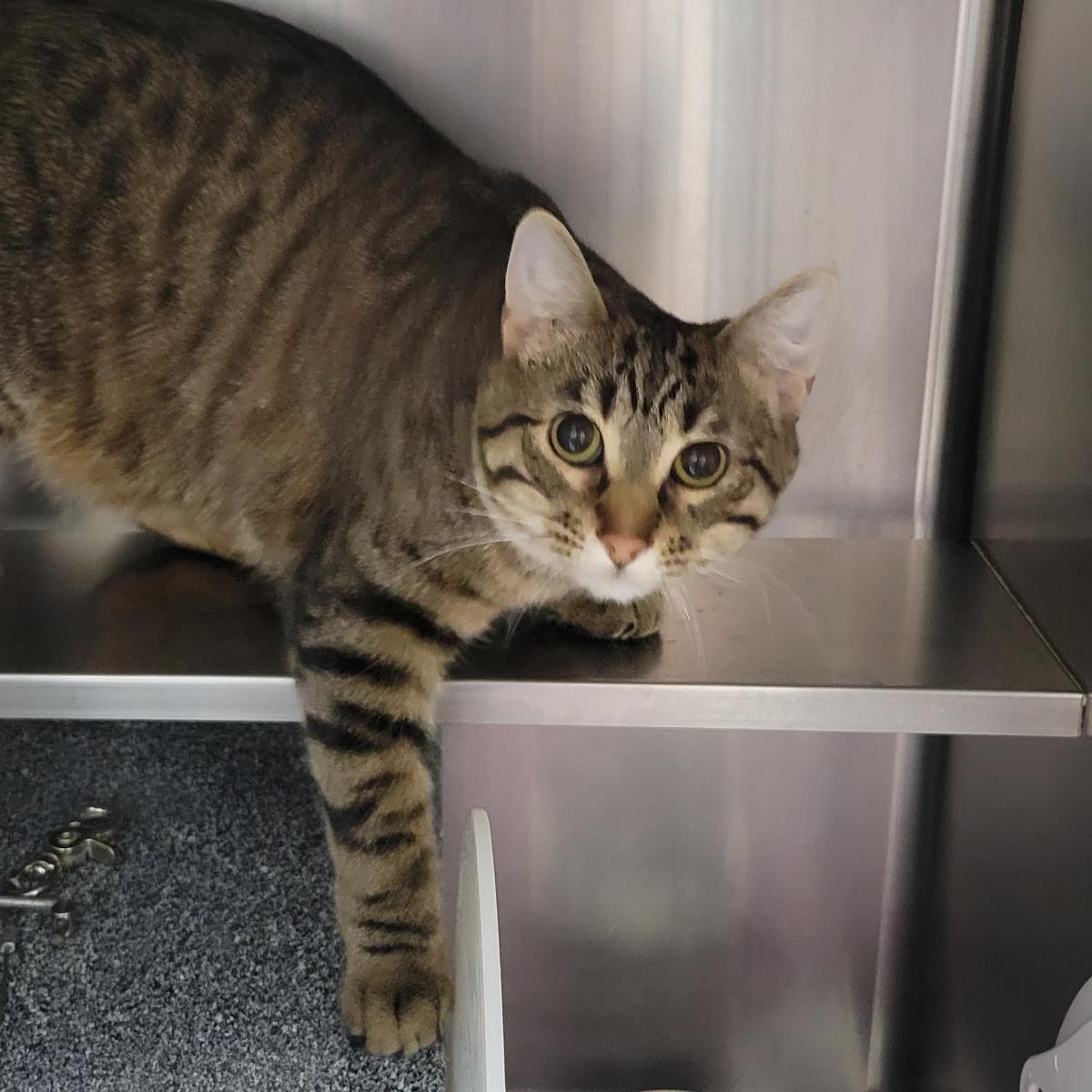Enlarge Hot Honey, a Adoptable Domestic Short Hair in Plover, WI image 3/3