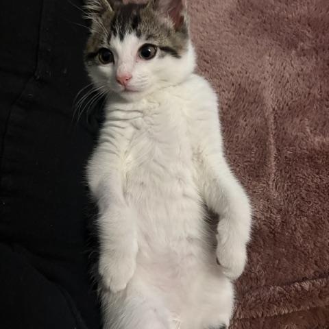 Enlarge Josie, a Adoptable Tabby in Central Islip, NY image 5/5