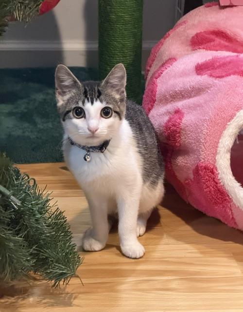Enlarge Josie, a Adoptable Tabby in Central Islip, NY image 3/5