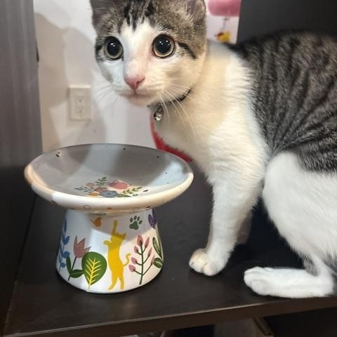 Enlarge Josie, a Adoptable Tabby in Central Islip, NY image 2/5