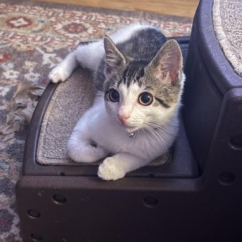Enlarge Josie, a Adoptable Tabby in Central Islip, NY image 1/5