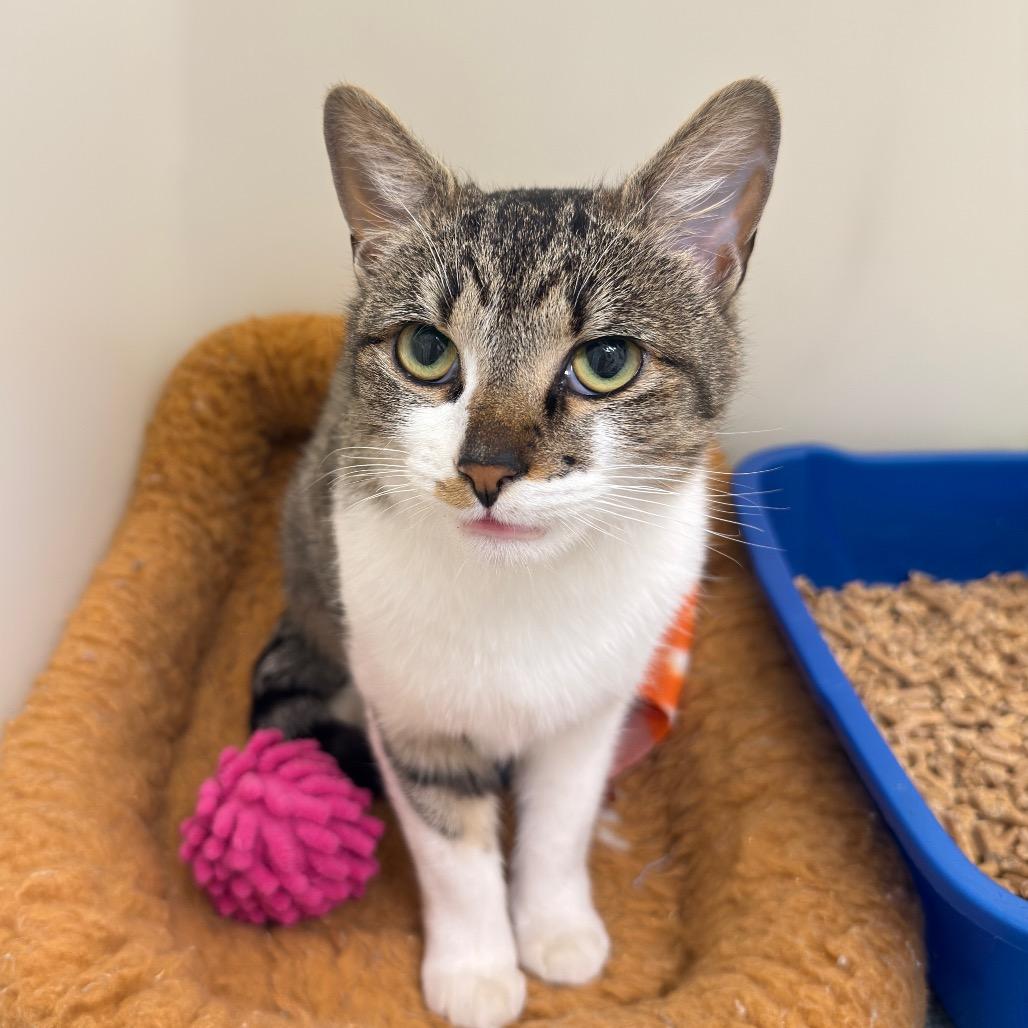 Megatron — thumbnail 2