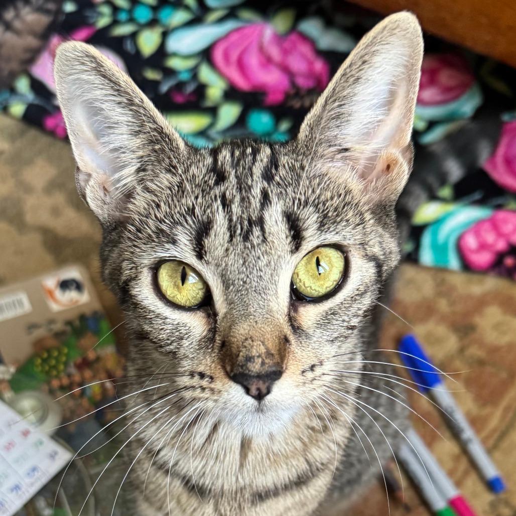 Minerva, Adoptable, Adult Female Domestic Short Hair & Mixed Breed.