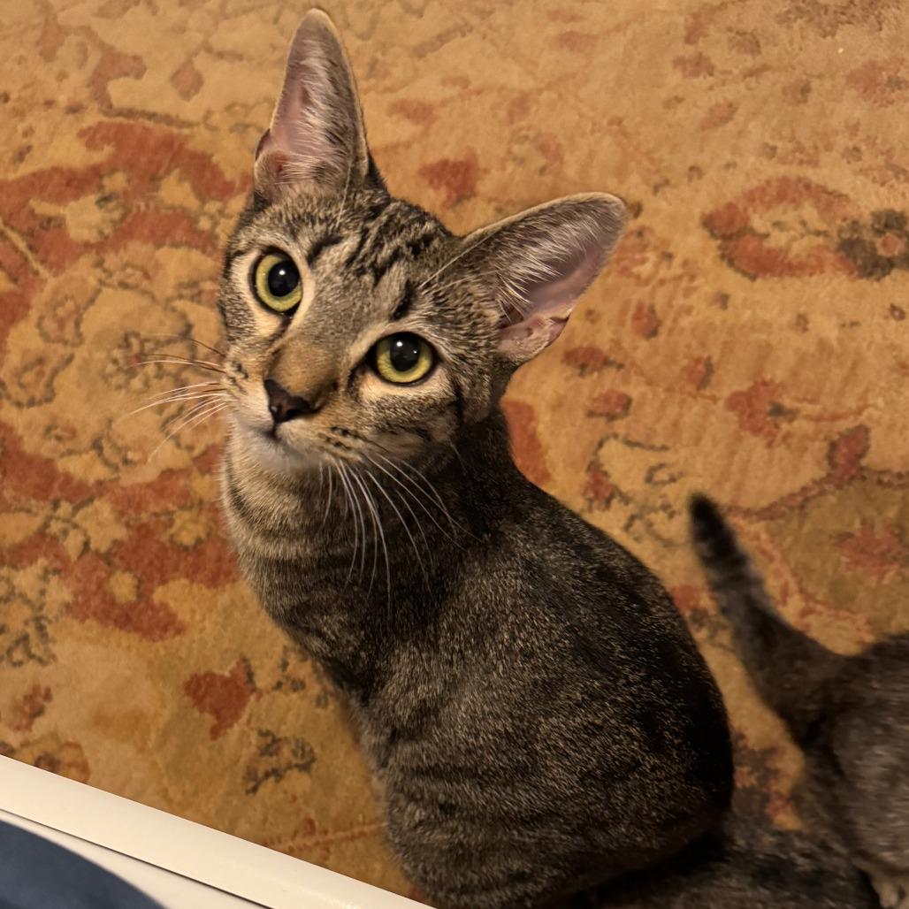 Enlarge Minerva, a Adoptable mixed breed in Ashtabula, OH image 3/4