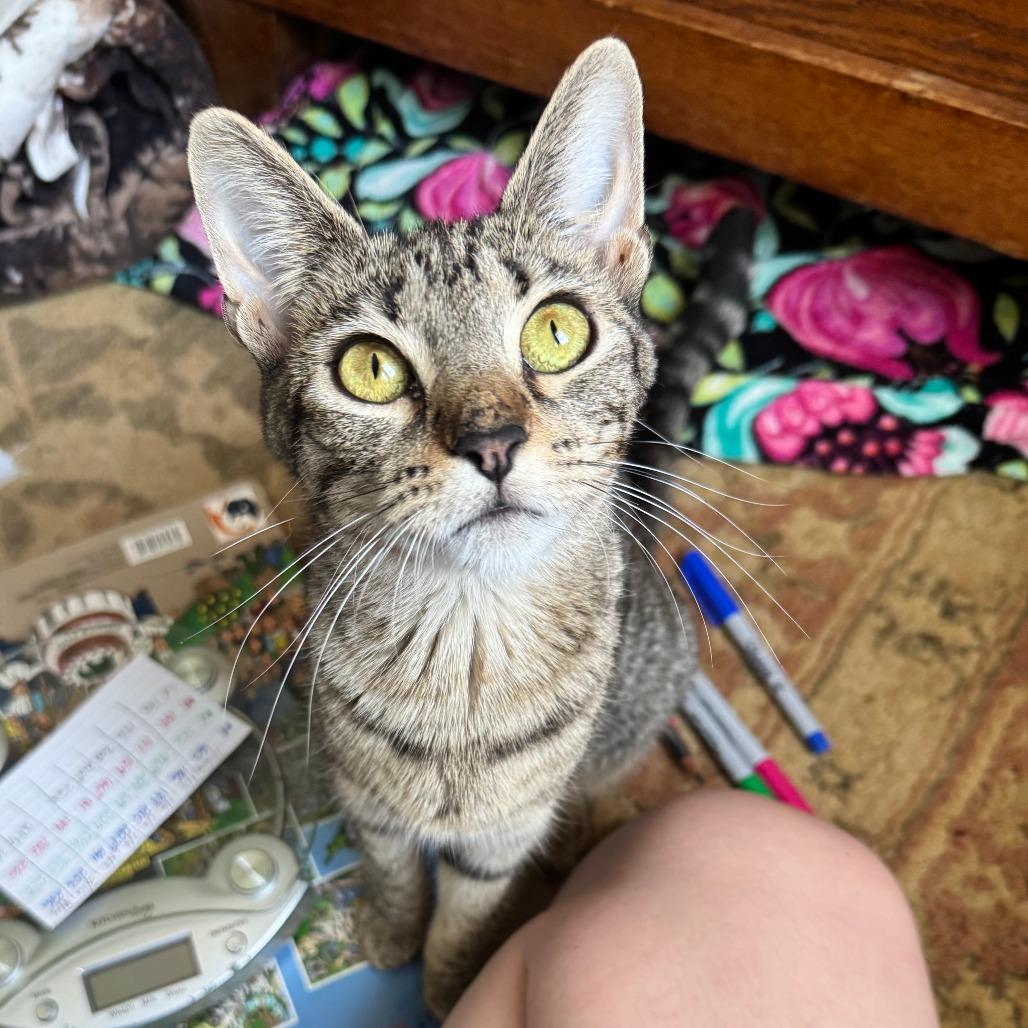 Enlarge Minerva, a Adoptable mixed breed in Ashtabula, OH image 4/4