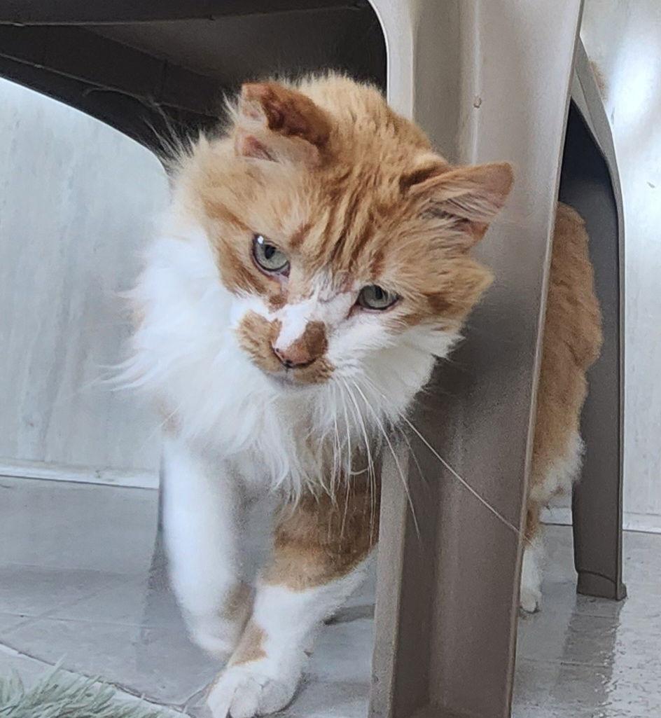 Maddie, Adoptable, Adult Female Domestic Long Hair & Tuxedo.