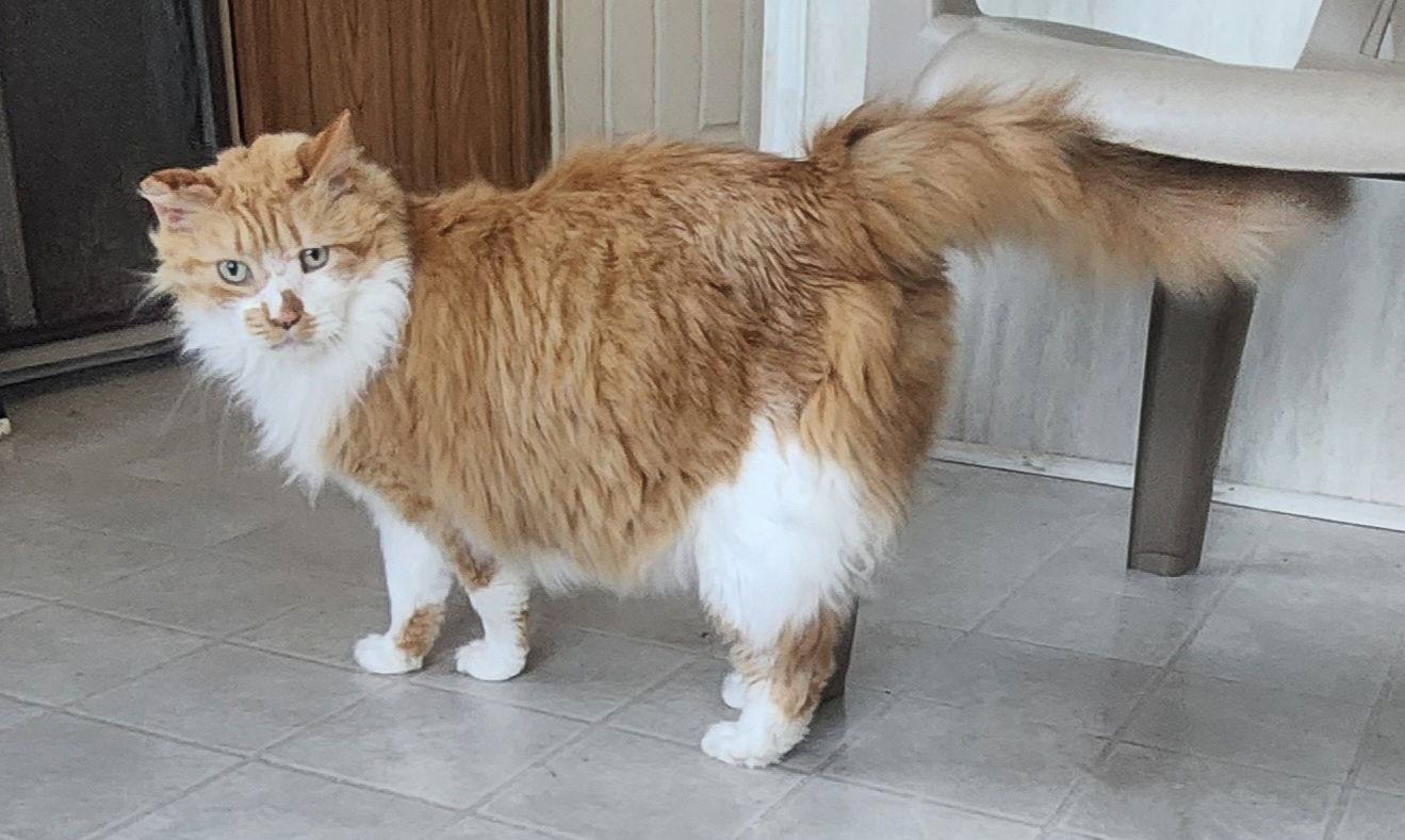 Maddie, a Adoptable mixed breed in Berkeley Springs, WV image 2/3