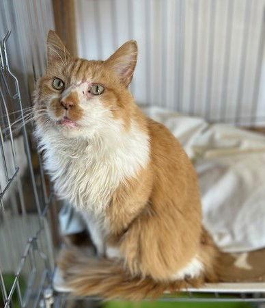 Maddie, a Adoptable mixed breed in Berkeley Springs, WV image 3/3