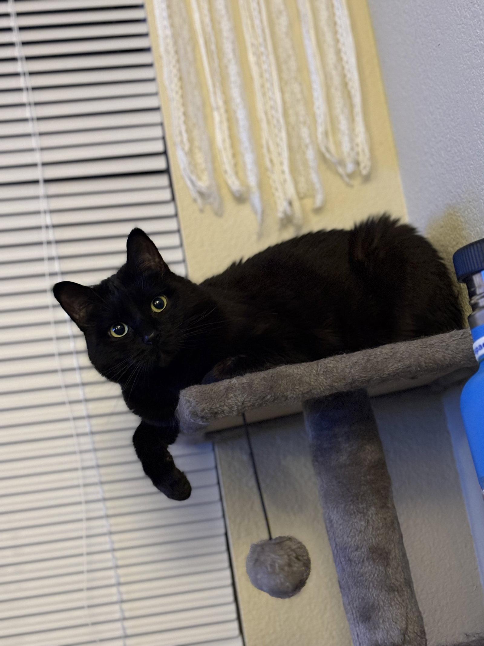 Boo Boo Kitty, Adoptable, Adult Female Domestic Short Hair.