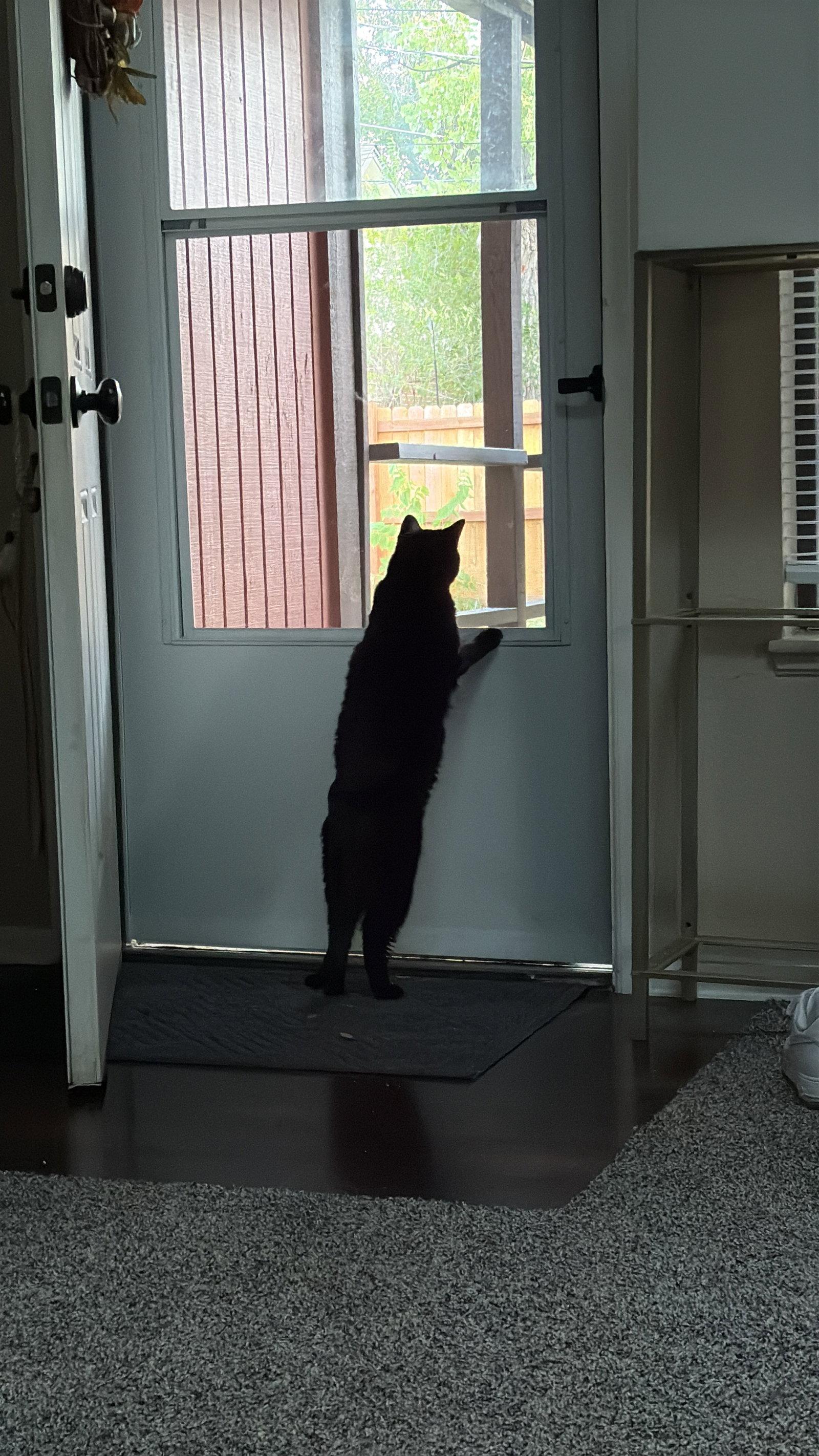 Boo Boo Kitty, a Adoptable Domestic Short Hair in Evergreen, CO image 2/3