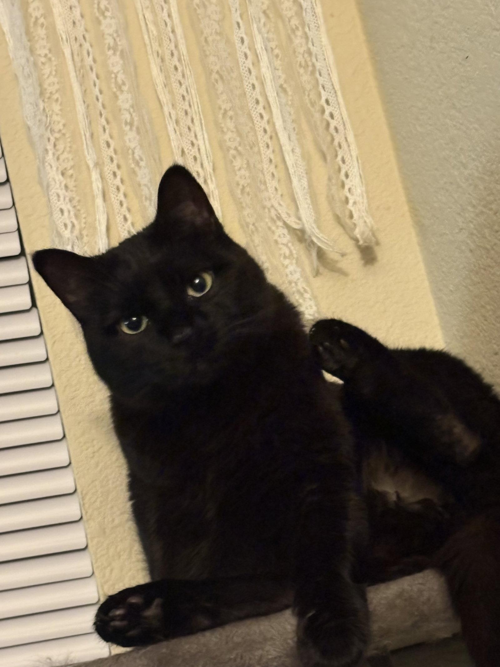 Boo Boo Kitty, a Adoptable Domestic Short Hair in Evergreen, CO image 3/3