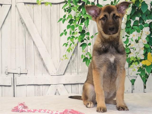 Enlarge RUBY, a Adoptable mixed breed in Oroville, CA image 1/1