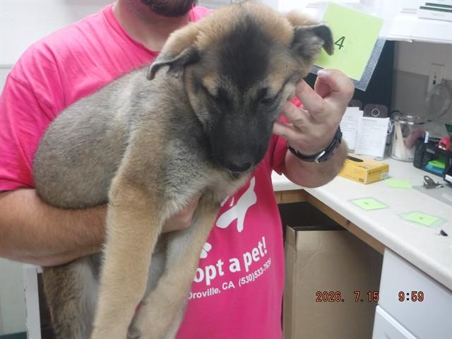 Enlarge PUP4, a Adoptable mixed breed in Oroville, CA image 1/1