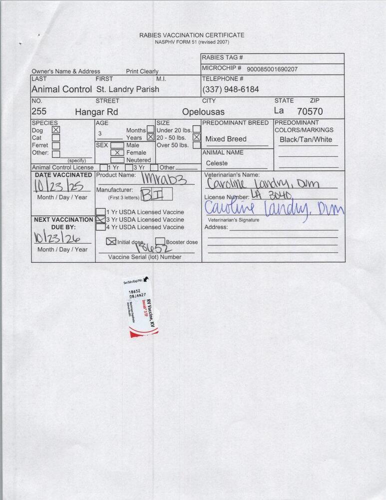 Enlarge Celeste, a Adoptable mixed breed in Opelousas, LA image 1/2