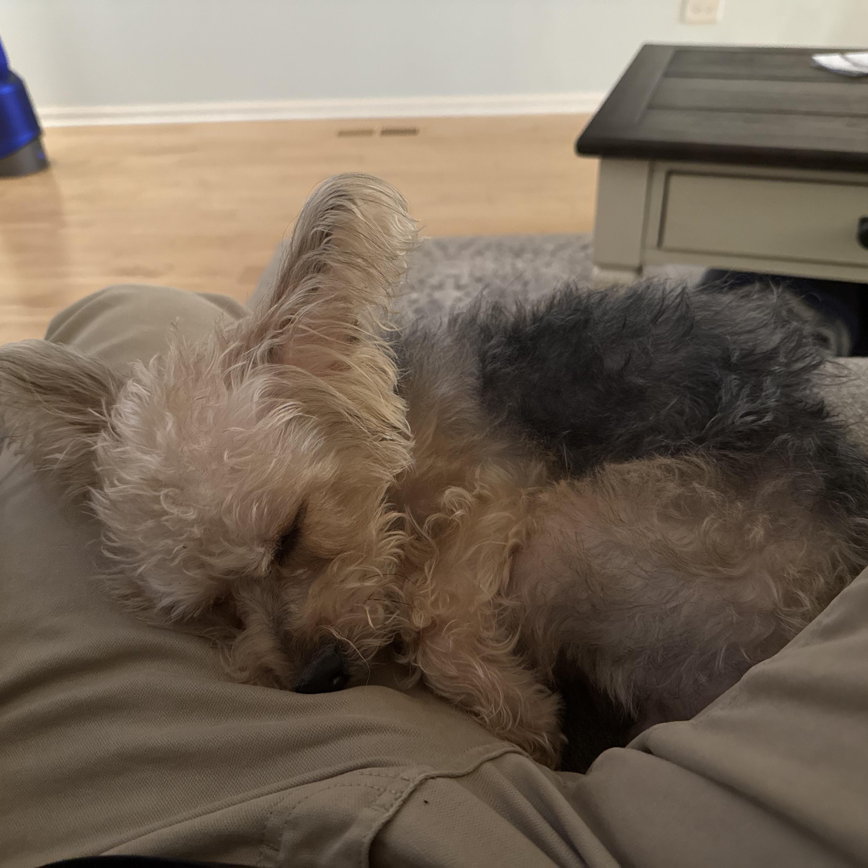 Enlarge Frannie, a ADOPTABLE Yorkshire Terrier in Barrington, IL image 6/6