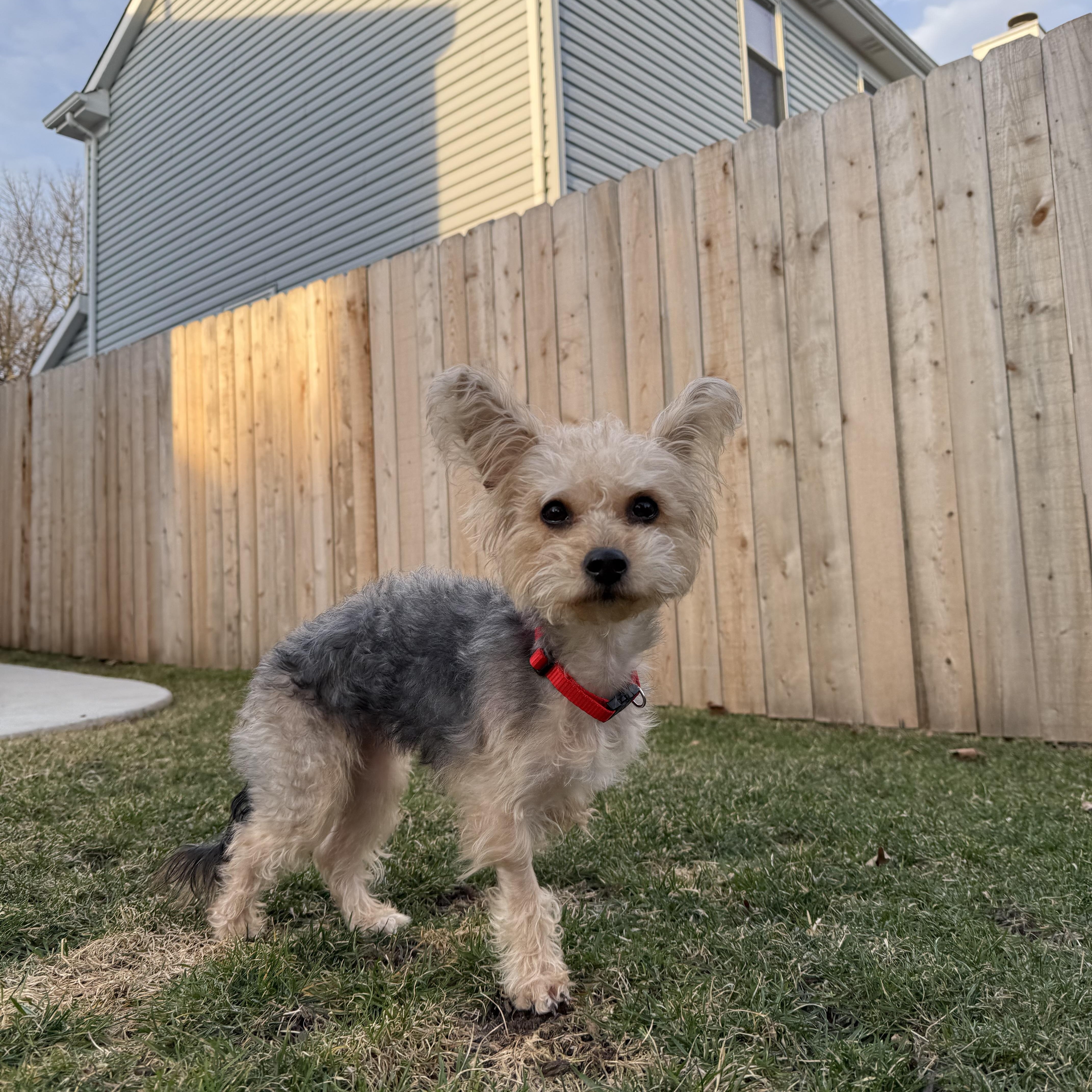Enlarge Frannie, a ADOPTABLE Yorkshire Terrier in Barrington, IL image 2/6
