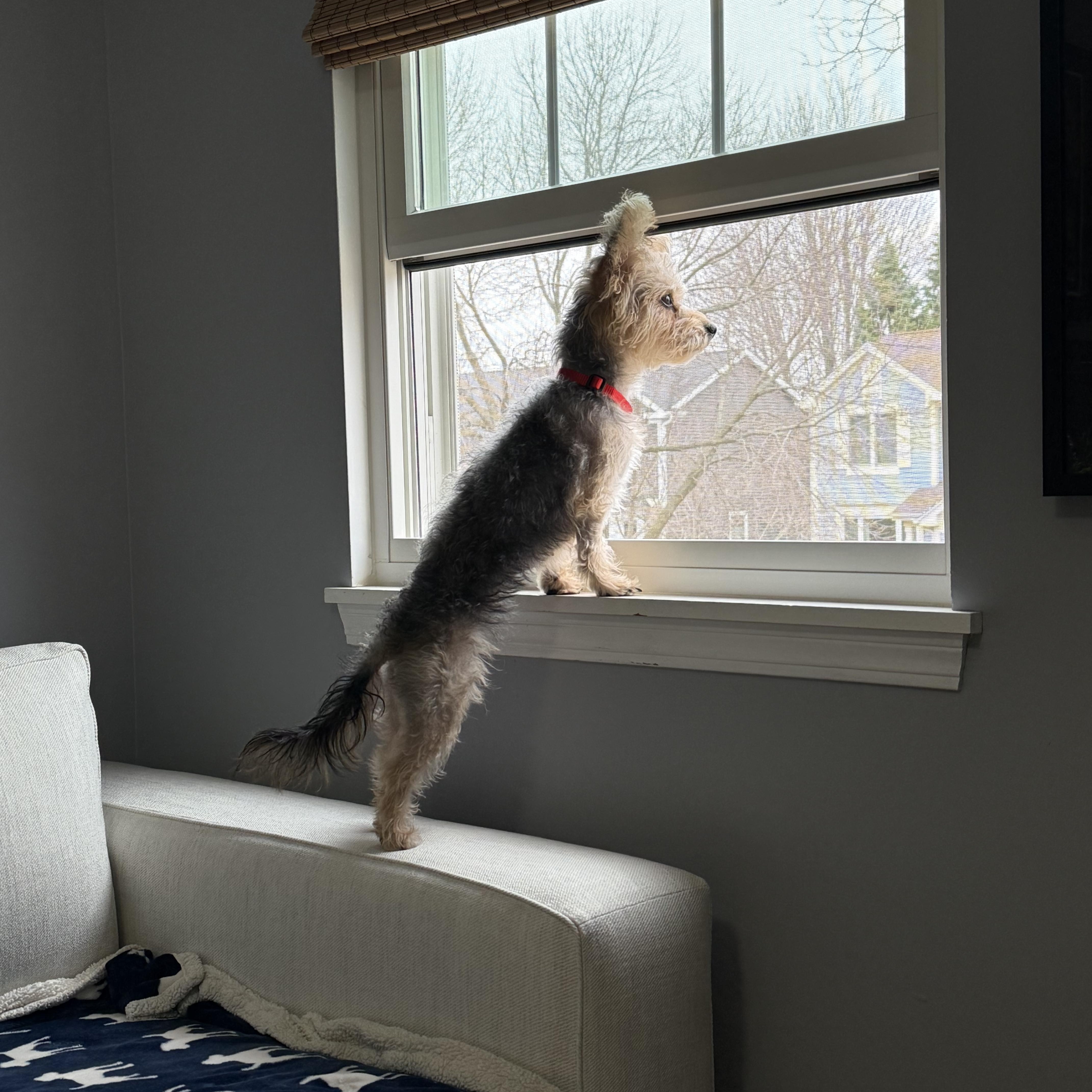 Enlarge Frannie, a ADOPTABLE Yorkshire Terrier in Barrington, IL image 3/6