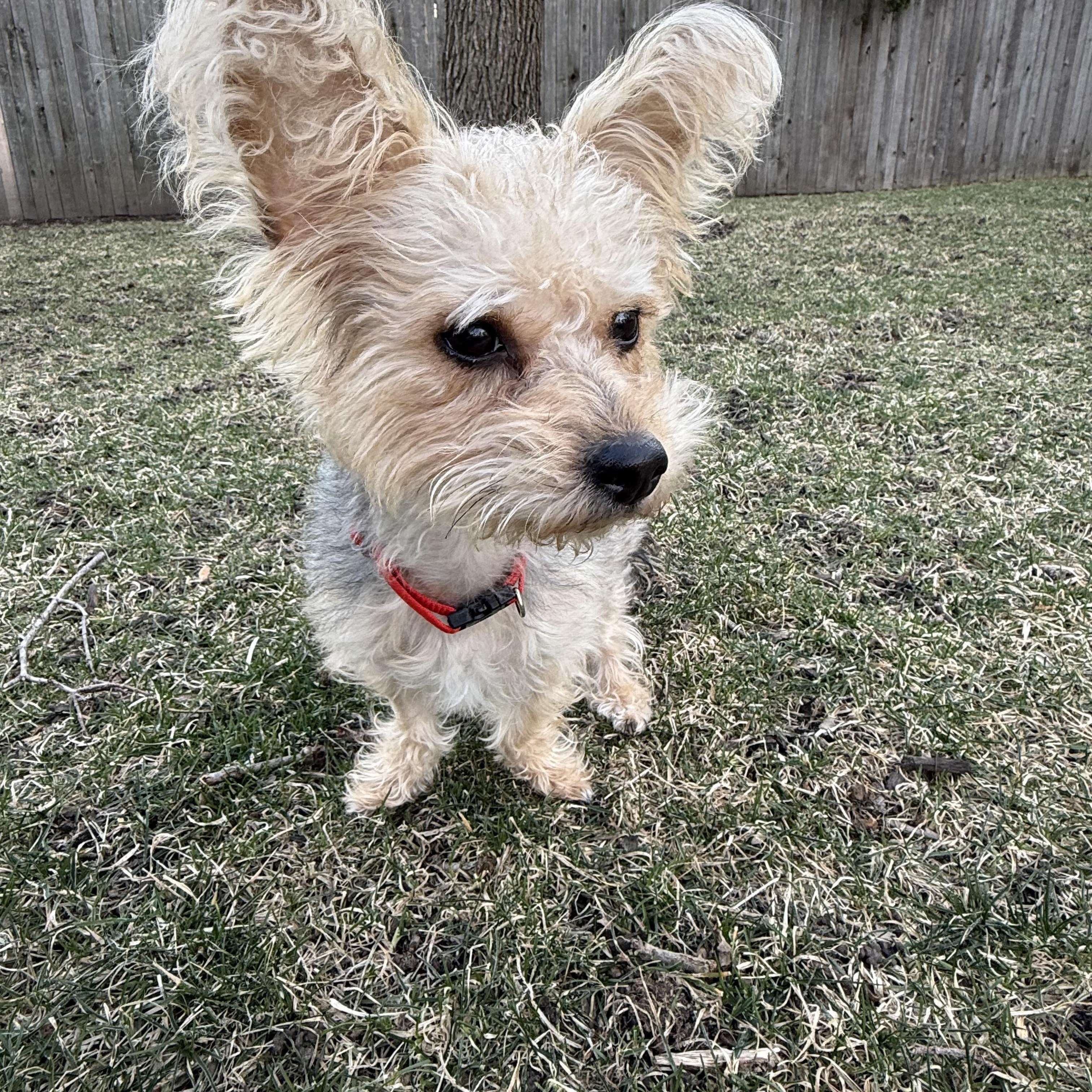 Enlarge Frannie, a ADOPTABLE Yorkshire Terrier in Barrington, IL image 5/6