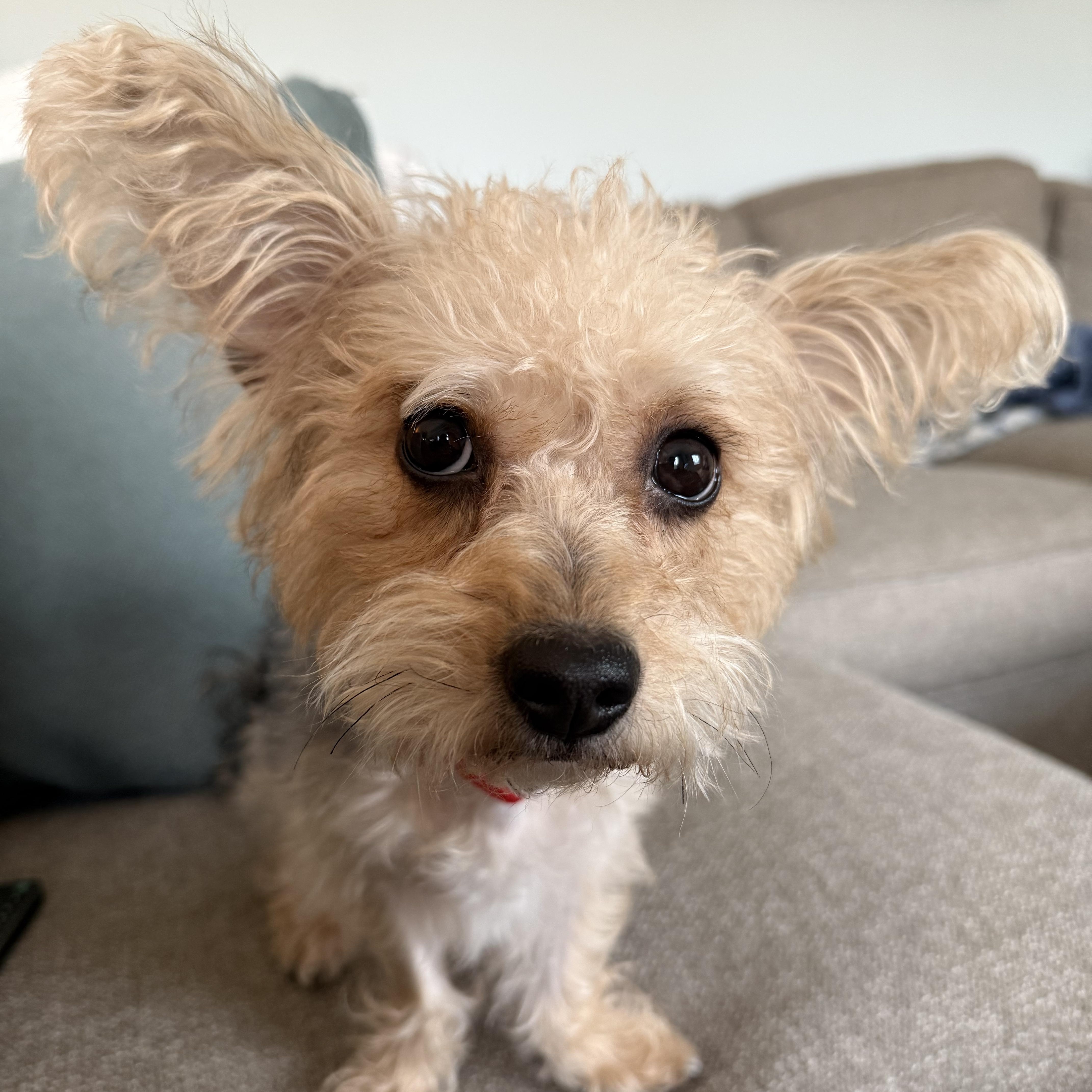 Frannie, ADOPTABLE, Young Female Yorkshire Terrier.