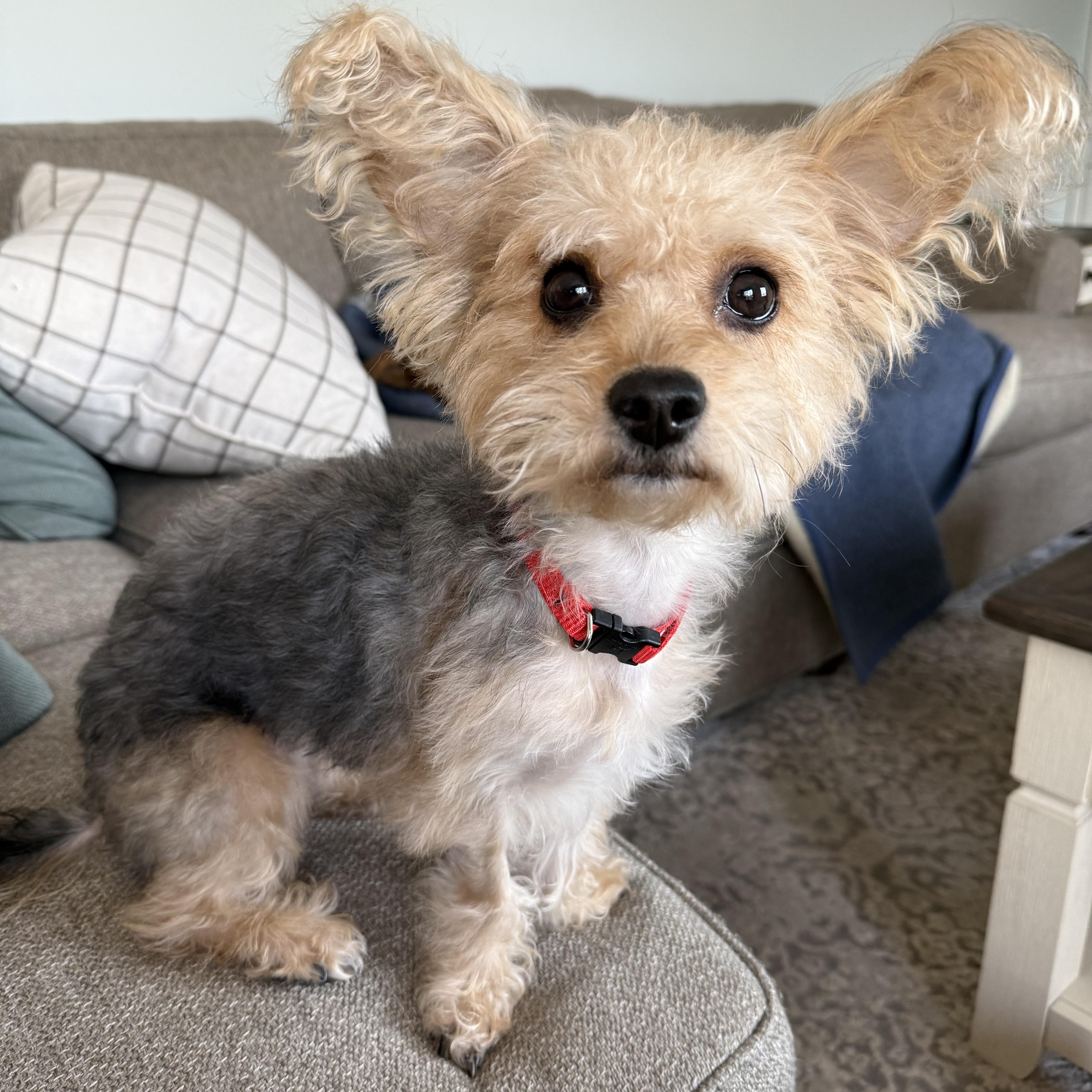 Enlarge Frannie, a ADOPTABLE Yorkshire Terrier in Barrington, IL image 4/6