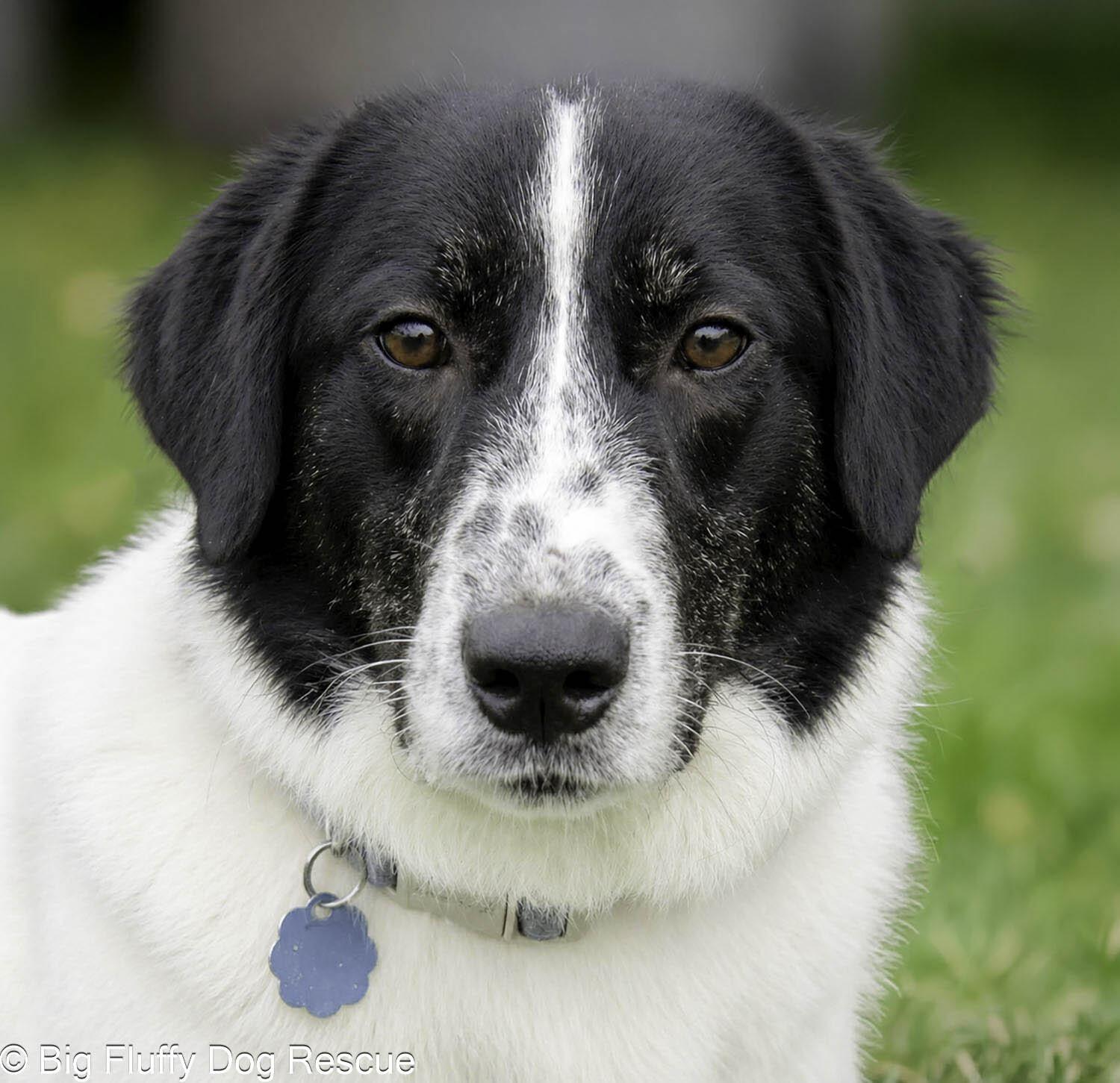 Enlarge Thatcher, a Adoptable mixed breed in Perrysburg, OH image 2/3