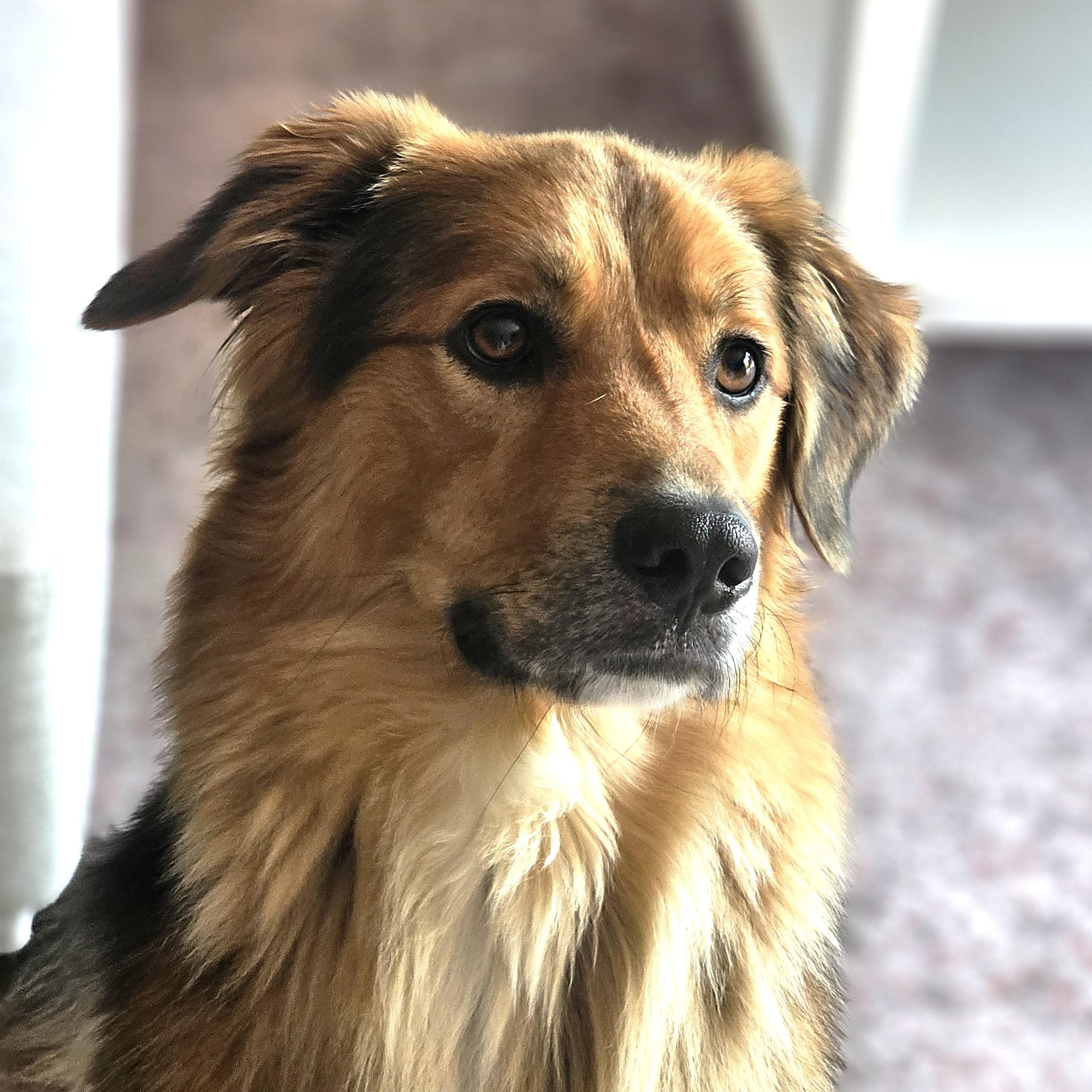 Arnie, adoptable, Young Male Retriever & Shepherd.