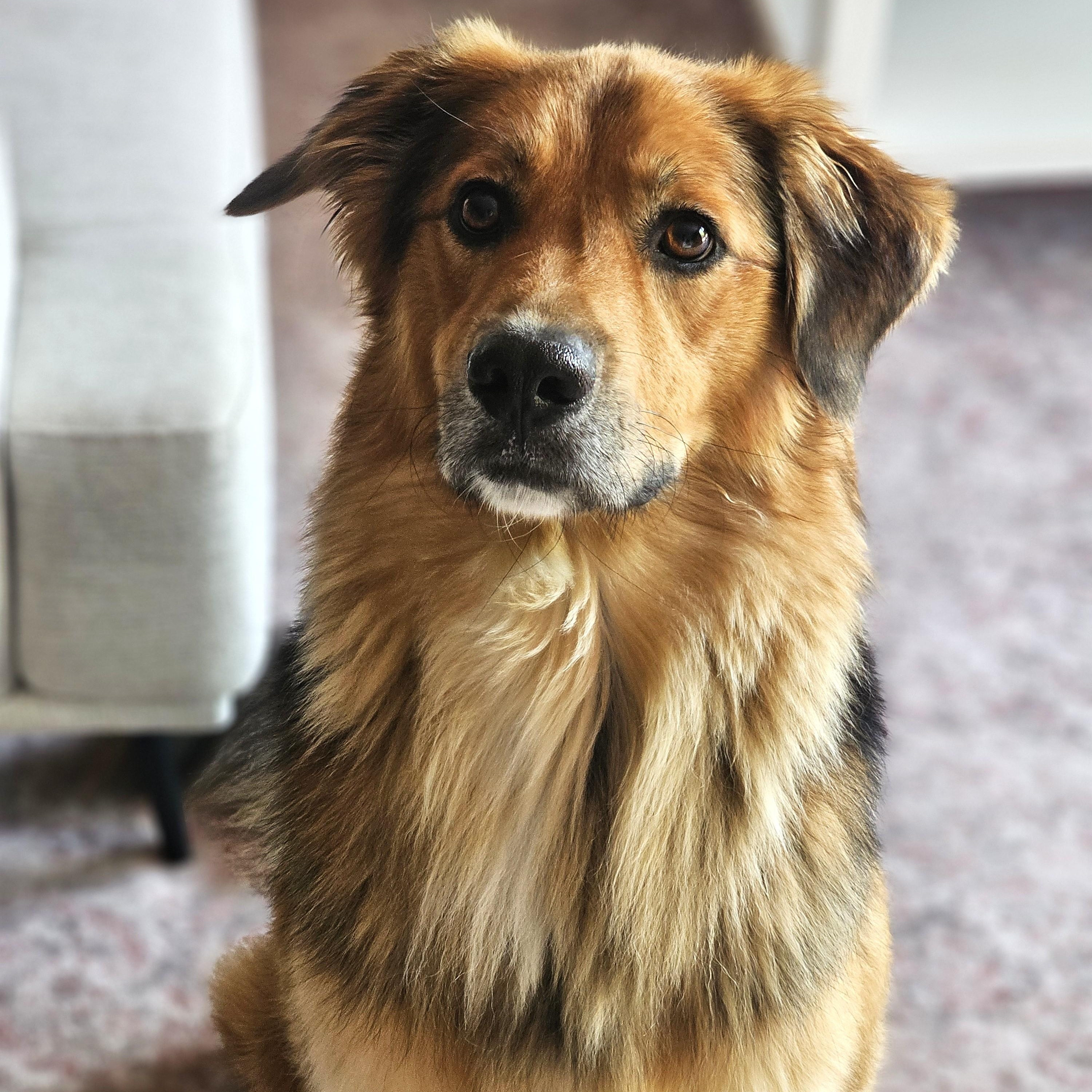 Arnie, an adoptable mixed breed in Palatine, IL image 2/5