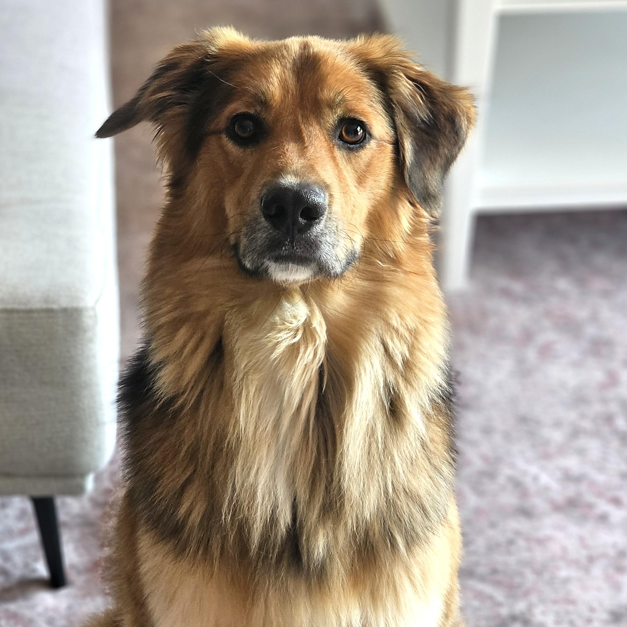 Arnie, an adoptable mixed breed in Palatine, IL image 3/5