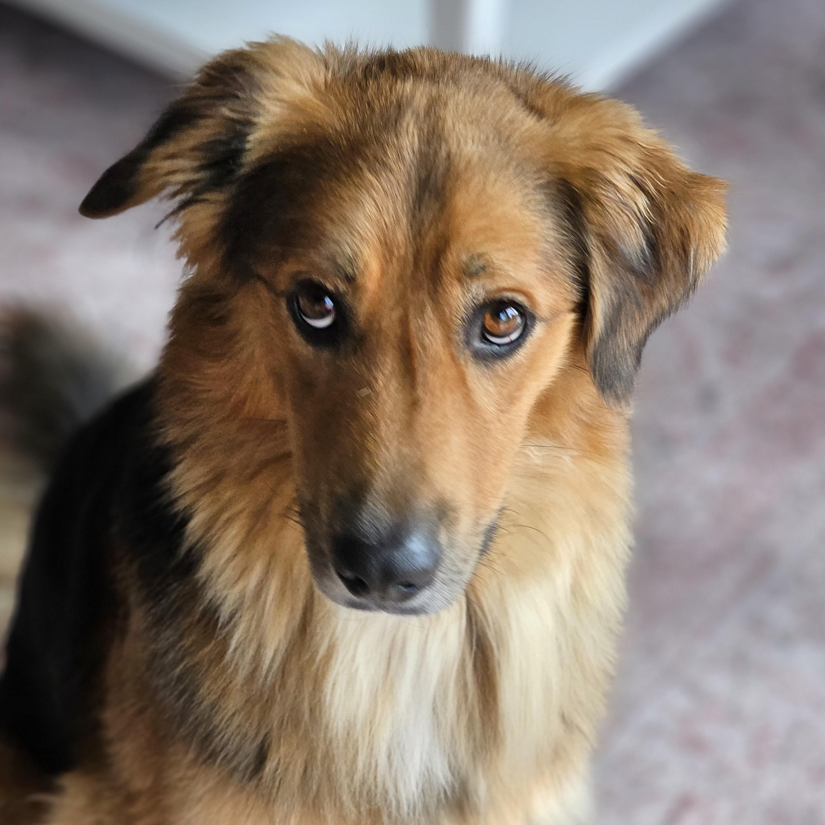 Arnie, an adoptable mixed breed in Palatine, IL image 5/5