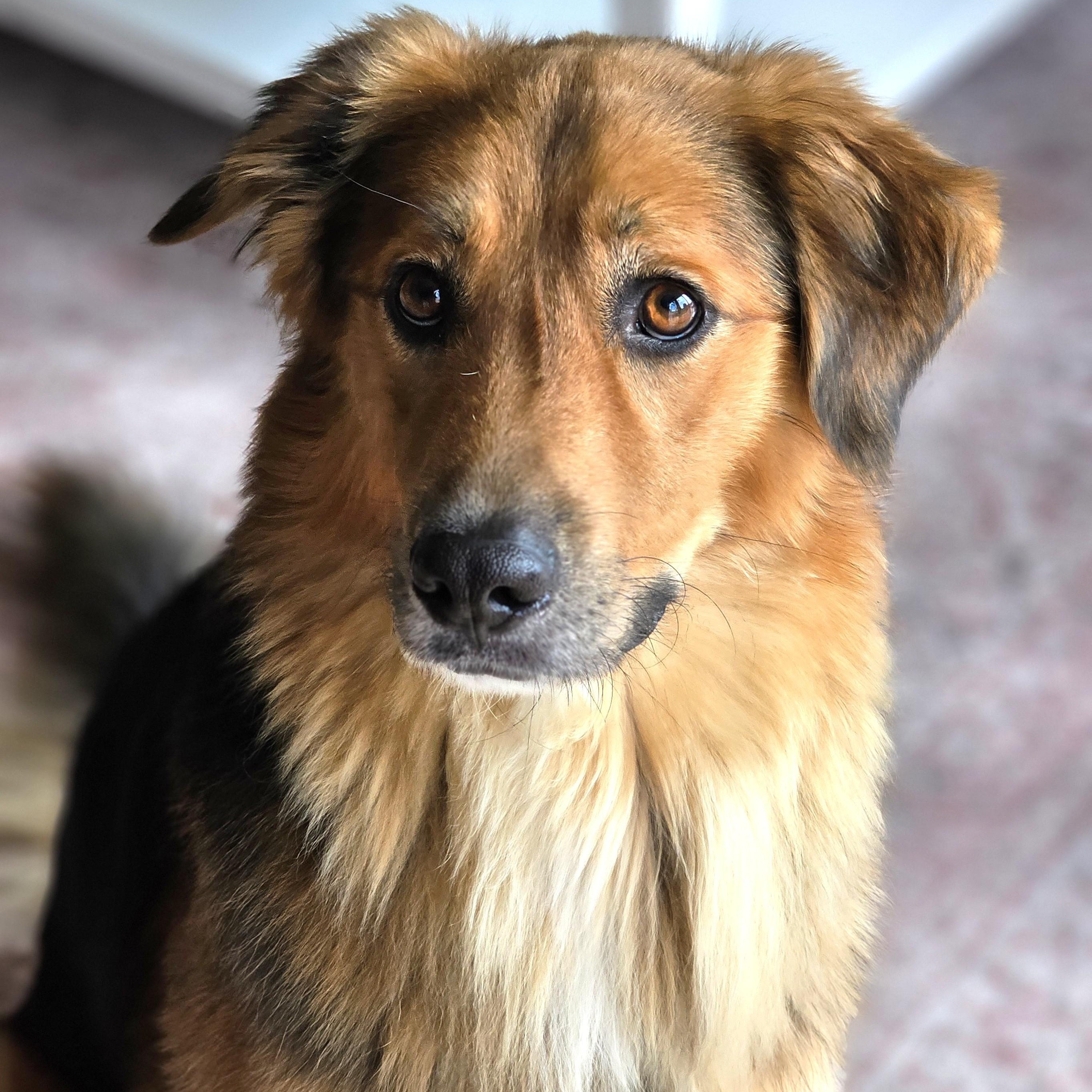 Arnie, an adoptable mixed breed in Palatine, IL image 4/5