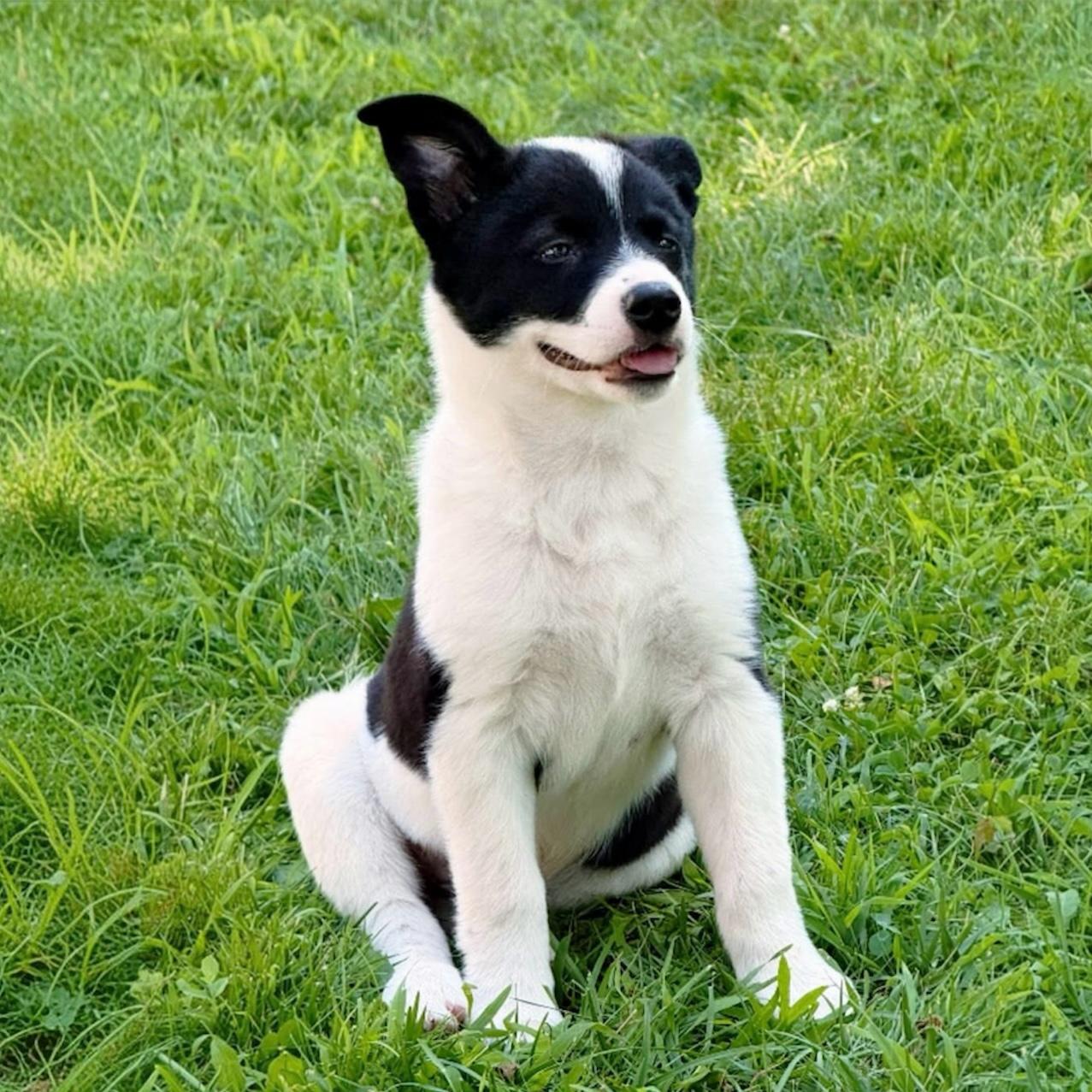 Olympus, adoptable, Puppy Male Cattle Dog & Eskimo Dog.