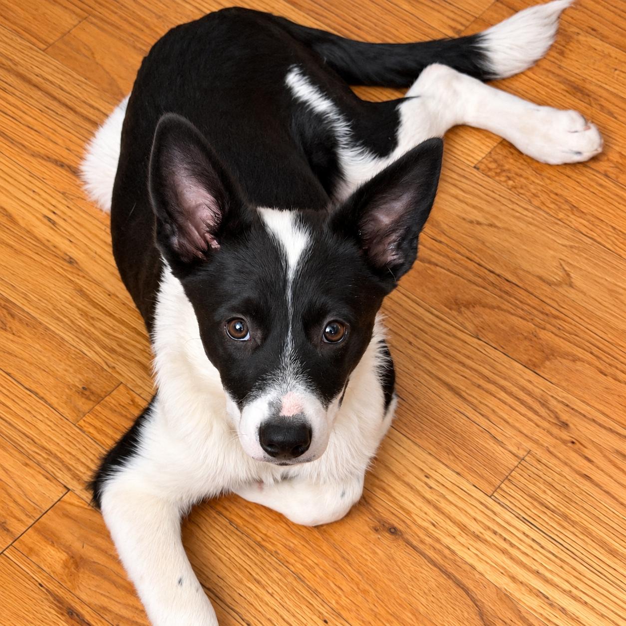 Enlarge .Olympus, a Adoptable mixed breed in Hillsborough, NJ image 2/6