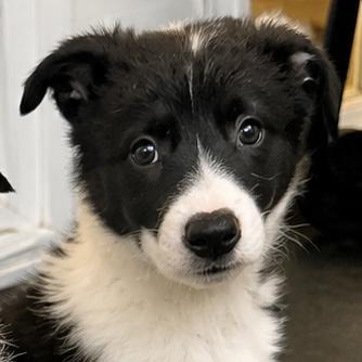 Olympus, an adopted mixed breed in Hillsborough, NJ image 3/6