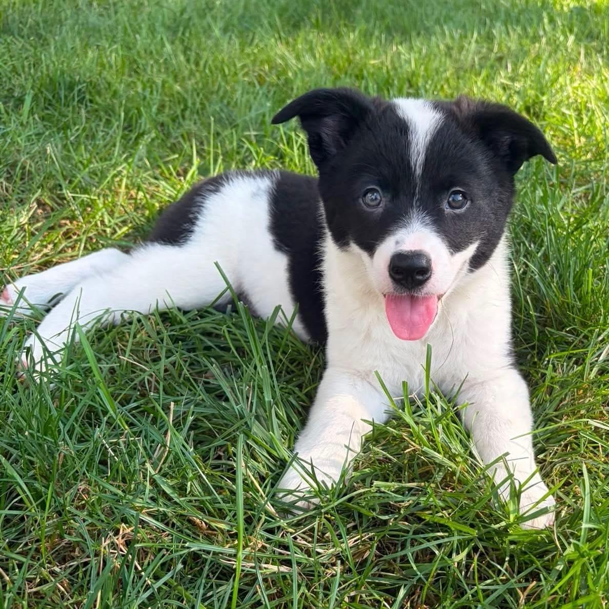 Olympus, an adopted mixed breed in Hillsborough, NJ image 2/6