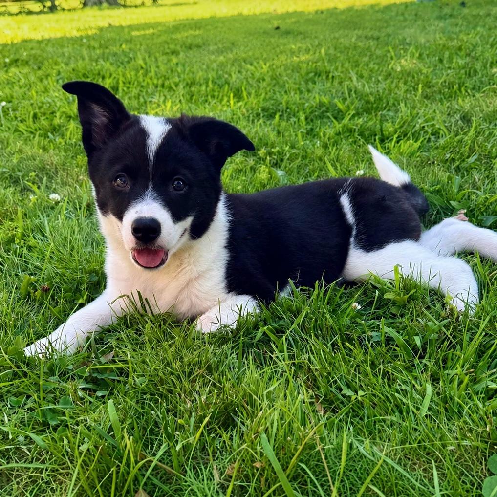Olympus, an adopted mixed breed in Hillsborough, NJ image 6/6