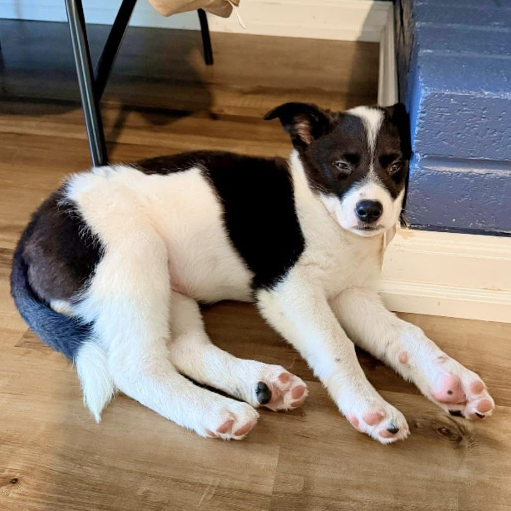 Olympus, an adopted mixed breed in Hillsborough, NJ image 5/6