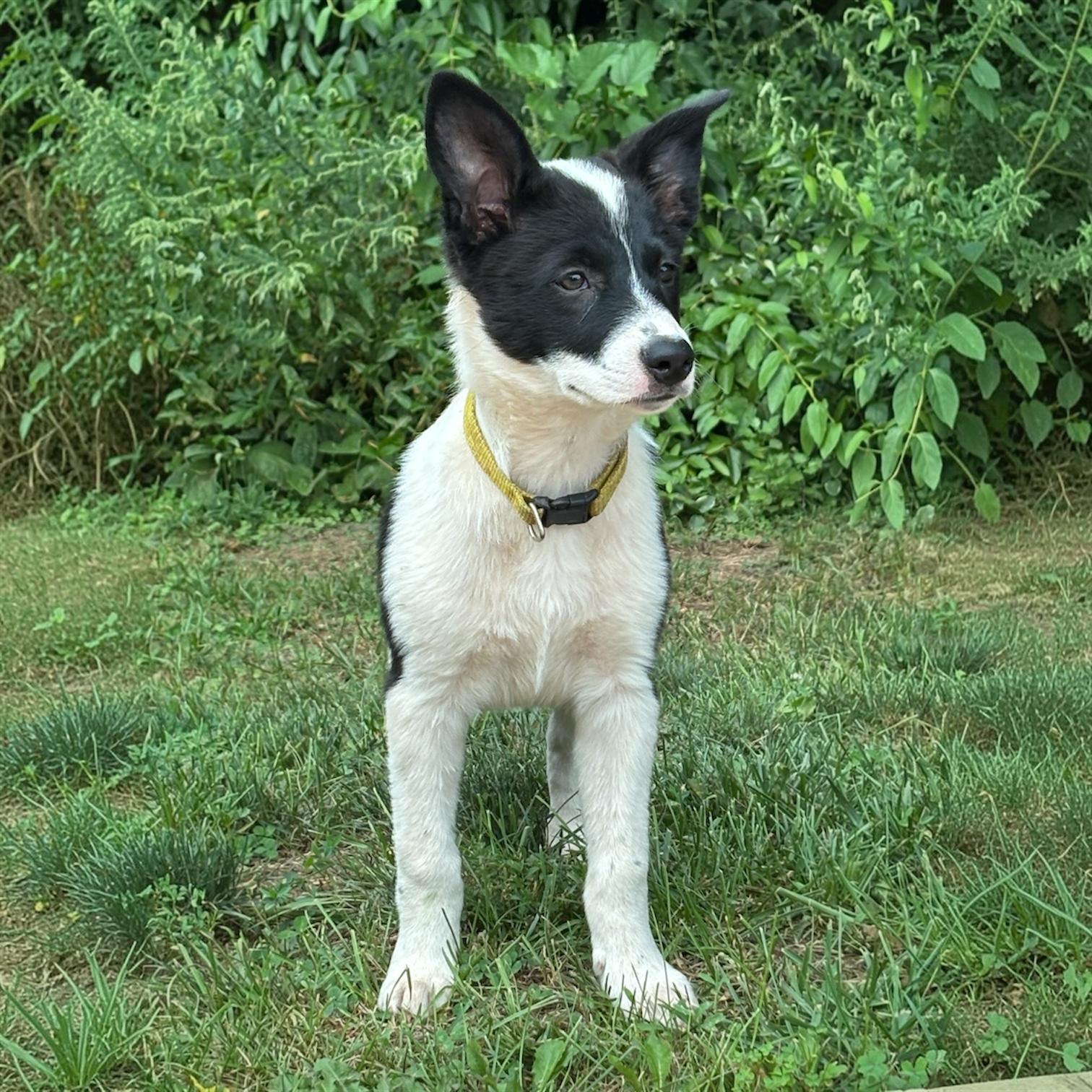Enlarge .Olympus, a Adoptable mixed breed in Hillsborough, NJ image 5/6